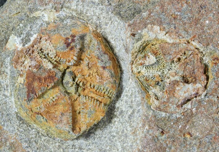 Ordovician Edrioasteroid (Spinadiscus) Fossil Pair - Morocco #46459